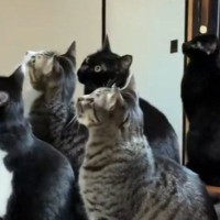 7匹の猫がいる家に『蛾が侵入』してきた結果→『大集合』して…可愛すぎる光景が301万表示「蛾は恐怖だろｗ」「完全に包囲されてるｗ」