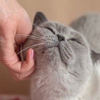猫が『ふれあい不足』だと思っているときのサイン3つ　愛猫に喜んでもらえるスキンシップのコツまで