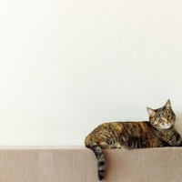 『猫ふんじゃった症候群』になると表れる症状3つ　発症する原因から取るべき対処法まで解説