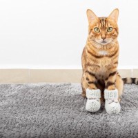 猫の『足先が冷えている』ときに考えられる原因3つ　病気のリスクから対処法まで解説