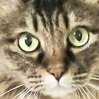 『かわいい表情をしていた猫』が、2秒後……笑ってしまう『表情の変化』に「ギャップが凄いニャンｗ」「どちらも可愛いｗ」と12万表示