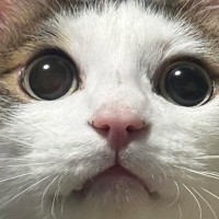 キラキラとした瞳の猫→表情が変わると…同じ猫とは思えない『驚きの変貌ぶり』に爆笑「きゅるんとしてたのにｗ」「カラコンを取った後みたい」