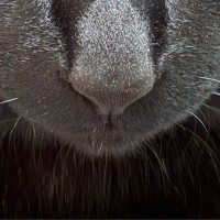 飼い主が出かけるのを『阻止したい黒猫』→お腹の上に乗ってきて…可愛すぎる『表情』に「むっちゃ狙ってはる」「動けないね」と反響
