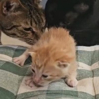 『生まれて間もない子猫』が鳴いていると…1匹の猫が見せた『素敵な行動』に感動の声「母性本能かな」「自分の子じゃないんだ」と２万いいね