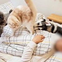 飼い主が『体調不良』で寝込んでいると、猫と犬が…涙あふれる『優しい光景』が23万再生「愛情たっぷりの家族」「いい子で泣ける」と感動の声