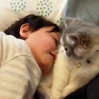くつろぐ猫→男の子が『猫吸い』をしにやって来ると…可愛すぎる『触れ合いの様子』が25万再生「大好きが伝わってほっこり」「癒ししかない」