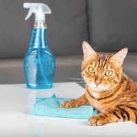 猫と暮らす部屋のニオイを『消臭する方法』5選　原因別の対処法や避けるべきNG行為