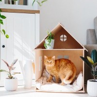 猫が『居心地がいい』と感じる家の条件6つ　快適に過ごしてもらえる環境の整え方もご紹介