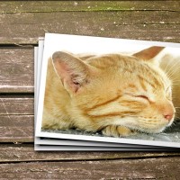 『愛猫を亡くした人』のためにあなたができること3つ　避けるべき行為や適切な支え方まで