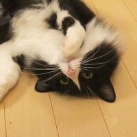 目の前でくねくねスリスリとしてくる猫→顎を撫でまわしてみたら…可愛すぎる光景に「甘えているんだろうね」「早よ触らぬかだと思うｗ」の声