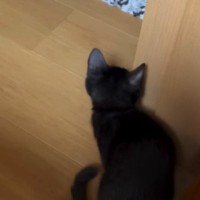 柱の陰に隠れて『ソワソワしていた子猫』→飼い主が近づくと…『尊すぎる瞬間』に「全部が愛おしい」「やだぁー可愛い」と癒される人が続出