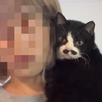 『究極の甘えん坊猫』との暮らしを見てみると…想像以上に『距離感がバグっている光景』が41万再生「幸せの塊」「犬より犬な子初めてみた」