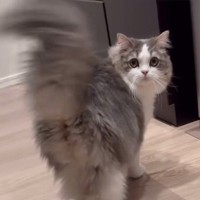 飼い主を見つけた猫→壁に身を隠した『次の瞬間』……可愛すぎる『遊びの様子』に「最高やん」「だるまさんがころんだかな」と７万再生