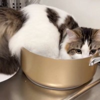 鍋に入っていた猫に『オケツ全部出てる』と伝えた結果…飼い主大爆笑の『まさかの行動』が51万再生「人語理解してるよね」「かわいいｗ」