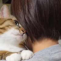 家族で順番に『ネコを抱っこ』した結果…『父と次男への反応』が面白すぎると341万再生「次男くんが一番ｗ」「わかりやすっｗ」と爆笑の声