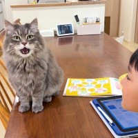 男の子が猫に向かって『歌い始める』と…完璧なタイミングで反応をする『驚きの展開』が37万再生「ふたりとも上手」「素敵な合いの手ｗ」