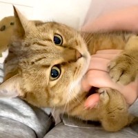 カメラを頭につけて、猫を撮影した結果→まるで一緒に生活しているようで…『尊い光景』に反響「アイデア神」「疑似視線体験できてたまらない」