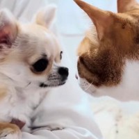 先住猫たちが『新入りの子犬』を初めて見たときのリアクション…とんでもなく優しい『初対面の様子』に反響「驚いた」「適応力がすごい」