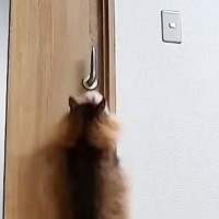 猫が開けられないように『ドアノブを縦向き』にした結果…ペットカメラが捉えた『驚きの瞬間』に「IQ200くらいありそう」「笑ったｗ」