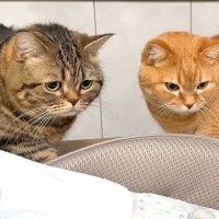 2匹の猫が『赤ちゃんと初めて会った日』…気になって仕方がない様子が尊すぎると24万再生「癒されたｗ」「早く仲良くなれるといいね」