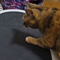 ブルブルマシンの電源を入れたら、『猫』が乗ってきて…飼い主爆笑の『まさかの光景』に「好奇心旺盛ｗ」「笑いが止まらないｗ」の声