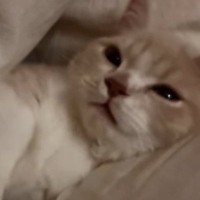 布団の間でくつろぐ子猫→口元が動いたかと思ったら、次の瞬間…『尊すぎる光景』が10万再生「つい見続けちゃうｗ」「ナイスタイミングｗ」