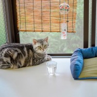 気温が上がる前に備えたい『猫のための暑さ対策』4選　便利なアイテムや活用法もご紹介