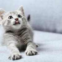 猫が飼い主に『依存』しているサイン5つ　甘えとの違いや正しい距離感の保ち方も解説