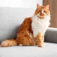 『体が大きく成長する』猫種5選　それぞれの特徴や飼い方のコツまで