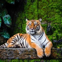トラもびっくり！　繰り返し檻に侵入して餌を「失敬する」大胆不敵な猫が出現　メキシコ