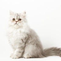 ショック！　「卓越した血統」をひく美しい子猫が医療ミスにより死去　飼い主は病院を相手に訴訟に踏み切る　中国