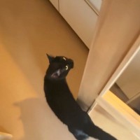 『新居』に到着した猫→不安そうな様子で…想像以上に『お喋りが止まらない光景』が11万再生「パトロールしてくれてる」「すごいお喋りｗ」