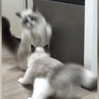 『急に飛び出してきた同居猫』に…慌ててジャンプした猫の『まさかのポーズ』に爆笑の声「飛び方がバンジージャンプｗ」「めっちゃ笑った」