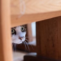猫に嫌われたときに使える『信頼回復』のコツ5選　関係が悪化する原因や正しい接し方まで