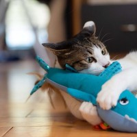 猫が『けりぐるみ』にのめりこむ理由3つ　なぜ夢中で蹴るの？愛猫にもたらすメリットも解説