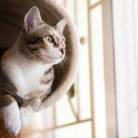 猫がよく使うアイテムには『最適な置き場所』がある？5つの用品ごとの解説から環境作りのコツまで
