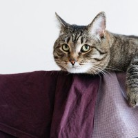 猫がいる場所で『部屋干し』をするときの注意点3つ　湿気やニオイが与える影響やトラブルを防ぐ工夫も解説