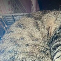 箱でくつろぐのが好きな2匹の猫→ふと見たら、『同じポーズ』で…悶絶級の『尊すぎる光景』が15万表示「コピペｗ」「シンクロナイズド睡眠」
