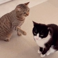 姉猫にかまってほしい妹猫→ちょっかいを出してみた結果…『微笑ましいやり取り』に癒される人が続出「遊んでほしいのかなｗ」「えいってｗ」