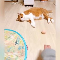 くつろいでいた猫に『ボール』を転がしてみると……『まさかの反応』に笑う人続出「もはや達観してるｗ」「虚無すぎる」と33万表示