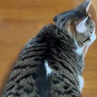 机の上でくつろぐ猫→『しっぽ』を見ると……可愛すぎる『動き』に笑顔になる人が続出「たまらない」「トトロみたいで可愛いｗ」と反響