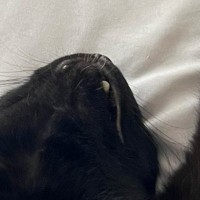 布団で眠っている猫→とっても幸せそうな体勢で…守りたくなる『愛おしい光景』に１万いいね「めっちゃリラックスしてるｗ」「可愛すぎ〜」
