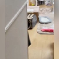 猫のイタズラでリビングが『まるで雪景色』に…朝起きて目にした『衝撃的な光景』が31万再生「現行犯逮捕！」「可愛くて怒れないｗ」