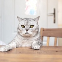 猫が『テーブルの上』に乗りたがる理由5選　止めさせたほうがいい？困ったときの対処法も解説