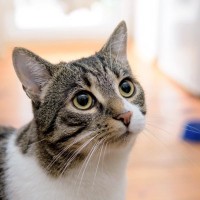 猫から好かれる人に共通する『声』の特徴3つ　気に入られやすい理由や心がけたい話し方のコツまで
