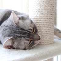 猫が『猫用ベッド』を使わない理由3選　睡眠に適していないかも？見直したいポイントまで