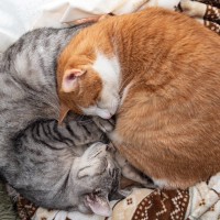 猫の『丸まり方』から気持ちが読み取れる？3つのフォルム別の心理から丸くなる理由まで