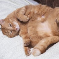 猫があなたに『心を許している』ときにみせるサイン4つ　行動の意味や打ち解けるためのコツも解説
