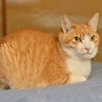 猫が『香箱座り』をするときの心理4選　どんな意味があるの？気持ちを読み取るコツもご紹介