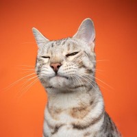 猫のことが好きすぎると『ついやりがちなNG行為』5つ　控えるべき理由や適切な距離感まで